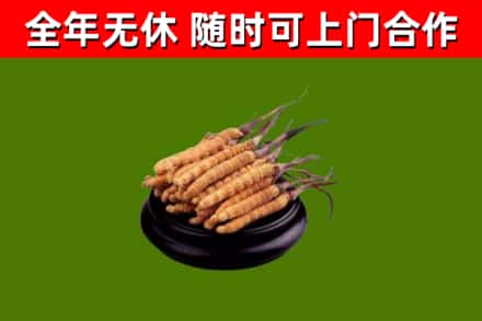 徐州市烟酒回收冬虫夏草.jpg